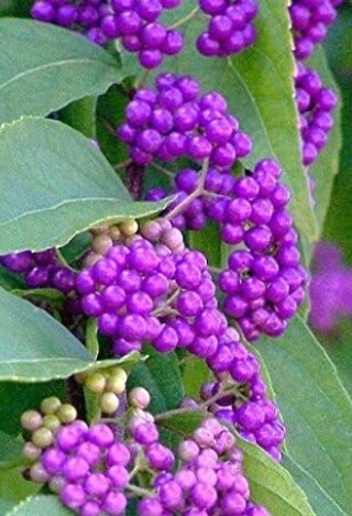 Beauty Berry for the Birds