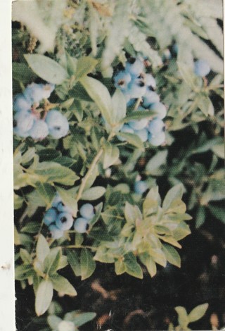 Vintage Used Postcard: (c1): Blueberries