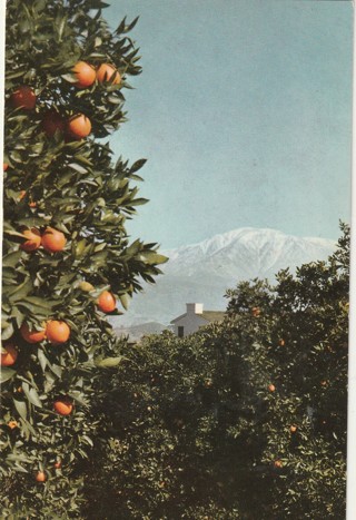 Vintage Unused Postcard: a: Mount Baldy