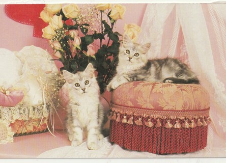 Vintage Unused Postcard: (z): Kittens