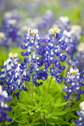 Texas Bluebonnet Seeds (at least 20 Seeds).