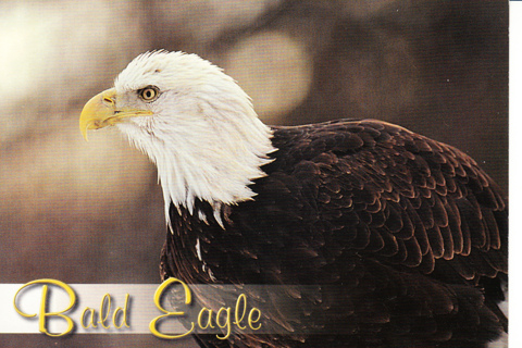 Vintage Postcard Bald Eagle