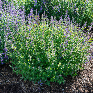 catnip seeds  plant to drive your cats wild