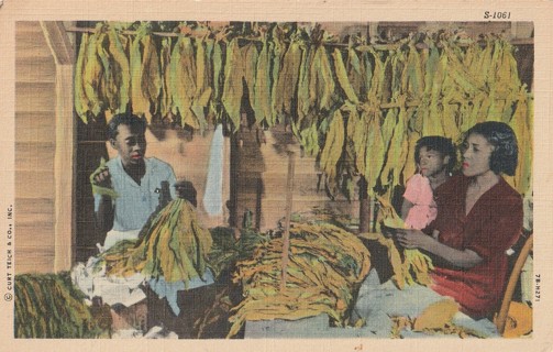 Vintage Unused Postcard: Linen: Drying Tobacco in the South