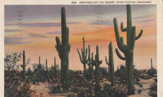 Vintage Used Postcard: GIN: 1934 Giant Cactus