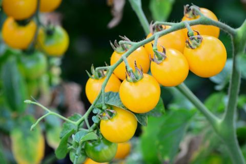 yellow cherry tomatoes seeds