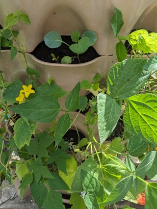 Peas from my garden 