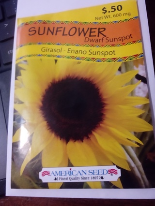 Sunflower dwarf sunspot 