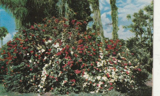 Vintage Used Postcard: C: 1954 Florida Flora