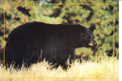 Vintage Postcard Black Bear