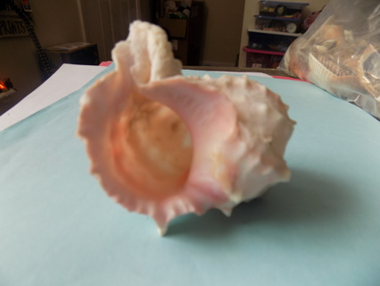 2 1/2 inch conch style sea shell pink and white and spikey