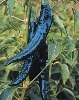 Pasilla Pepper Seeds--Mexico's Little Raisin --5!