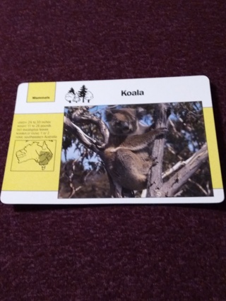 Grolier Story of America Card - Koala