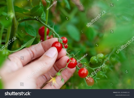 current tomato seeds