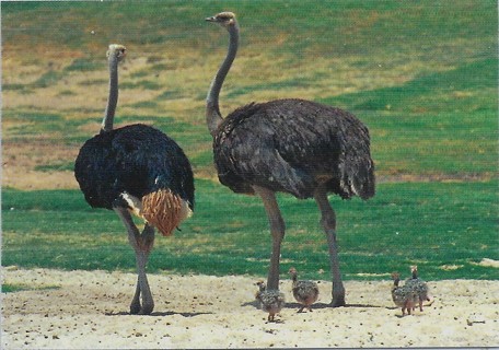 1993 Cardz World Famous San Diego Zoo #36 Ostrich