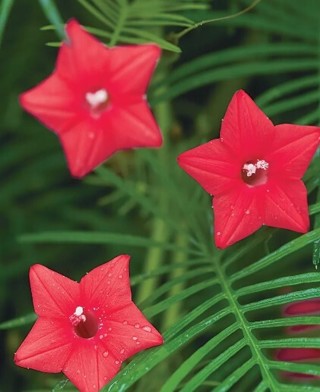 Cypress Vine