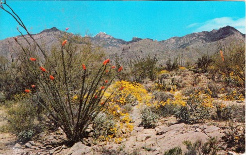 Vintage Postcard Springtime on the Desert