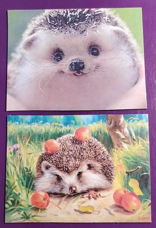 Hedge Hog Magnets