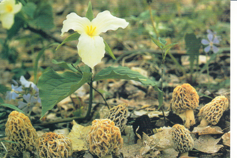 Vintage Postcard Morel Mushroom