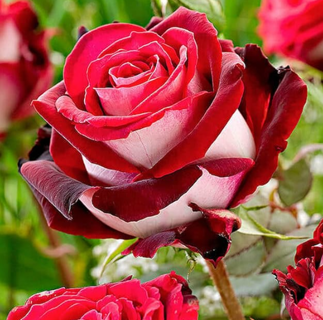 Red Osiria Rose
