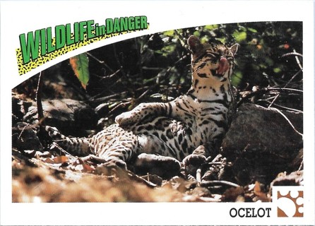 1992 Panini Wildlife in Danger #22 Ocelot