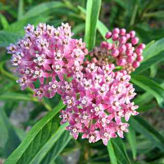 Attract Monarch butterflies with 25 Milkweed Plant flower seeds.