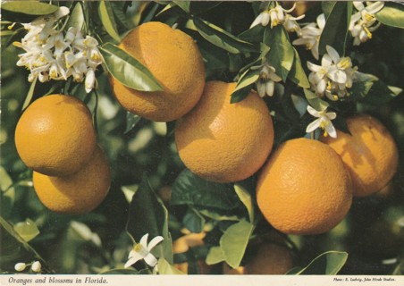 Vintage Used Postcard: Oranges & Blossoms