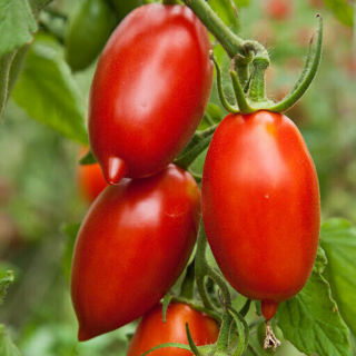 Amish paste tomato seed packed for 2024  Free Mailing