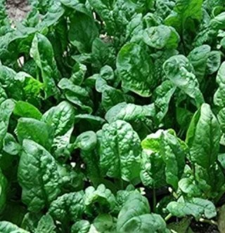 Giant Noble Spinach--15 seeds!