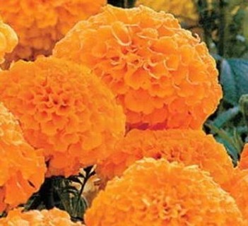 Petite Orange Marigolds 
