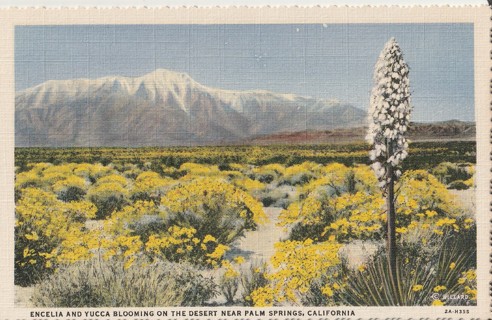 Vintage Unused Postcard: c: Near Palm Spring, CA