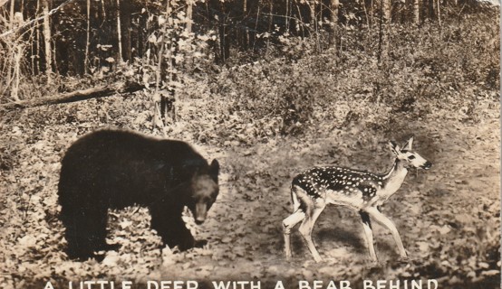 Vintage Unused Postcard: Little Deer with a Bear Behind