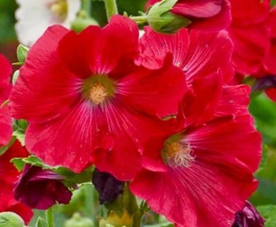 RED HOLLYHOCK