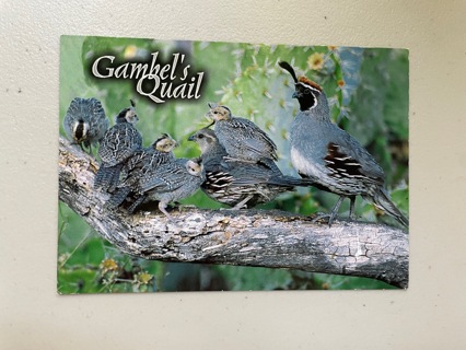 Gambel's Quail Postcard