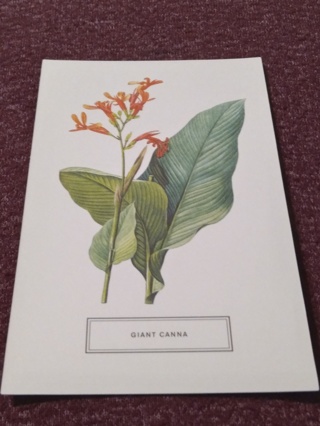 Botanical Postcard - GIANT CANNA