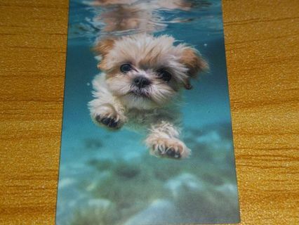 Dog Cute new one vinyl laptop sticker no refunds regular mail only win 2 or more get bonus