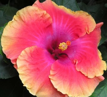 Hey HIBISCUS Lovers!!!! Another Climax