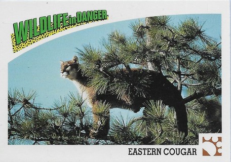  1992 Panini Wildlife in Danger #19 Eastern Cougar