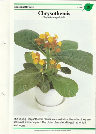 Success with Plants Leaflet: Chrysothemis