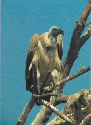 1993 Cardz World Famous San Diego Zoo #17 Griffon Vulture