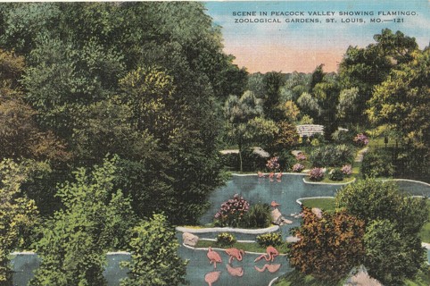 Vintage Unused Postcard: s: Scene in Peacock Valley, St Louis, MO