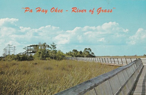 Vintage Unused Postcard: t: Pa Hay Okee, River of Grass, FL