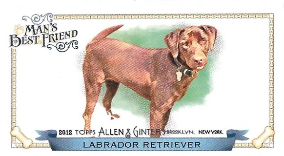 2012 Topps Allen and Ginter Mini Man's Best Friend #MBF8 Labrador Retriever