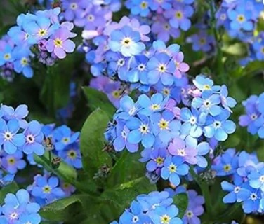 Forget Me Nots!