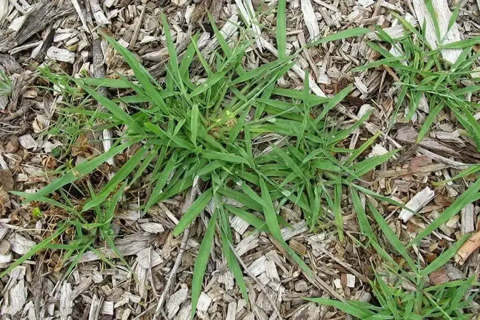 1000 Dallisgrass Seeds Paspalum Dilatatum