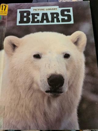 Bears – Picture Library