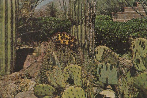 Vintage Unused Postcard: p: Cacti