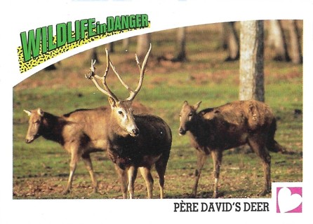 1992 Panini Wildlife in Danger #97 Pere David's Deer