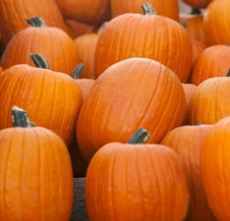 Hybrid Medium Jack O'Lantern--10 seeds