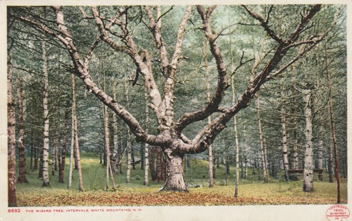 Vintage Used Postcard: 1907 The Wizard Tree, Intervale, White Mountinas, NH